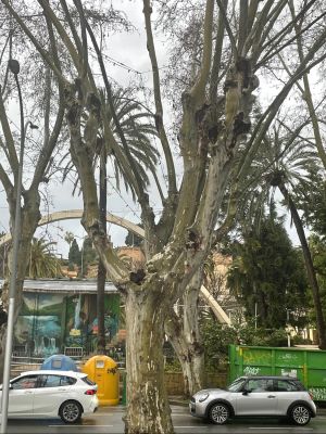 zdjecie malaga