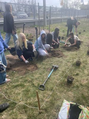 Uczniowie sadzą krzewy. 