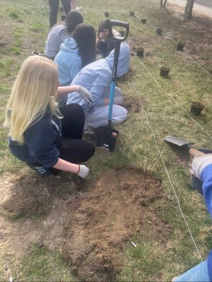 Uczniowie sadzą krzewy.