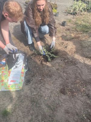  Pracownicy firmy Corning pomagają sadzić krzewy. 