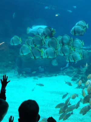 Uczniowie spacerujący alejkami zoo.